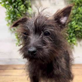 Cairn Terrier