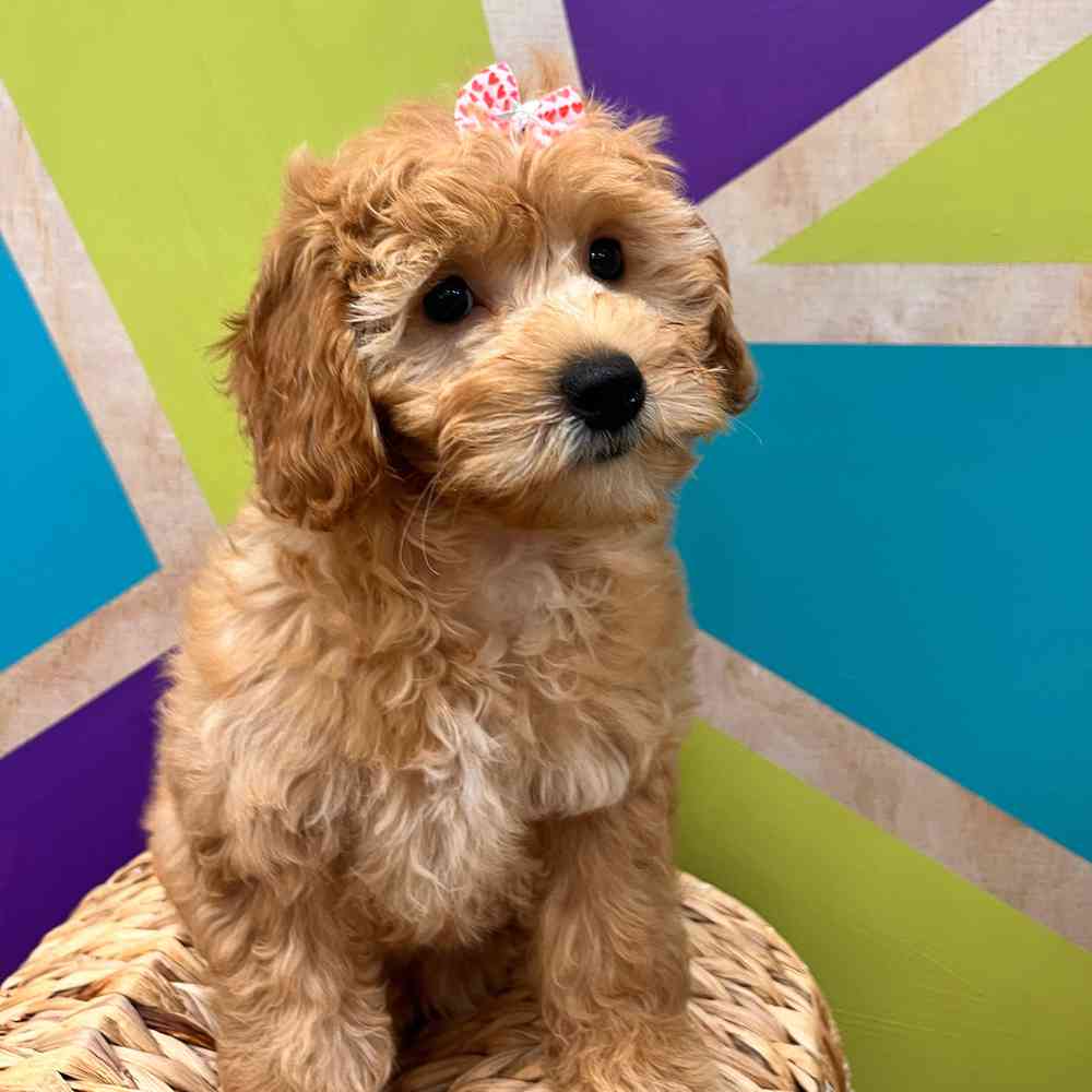 carousel pet images