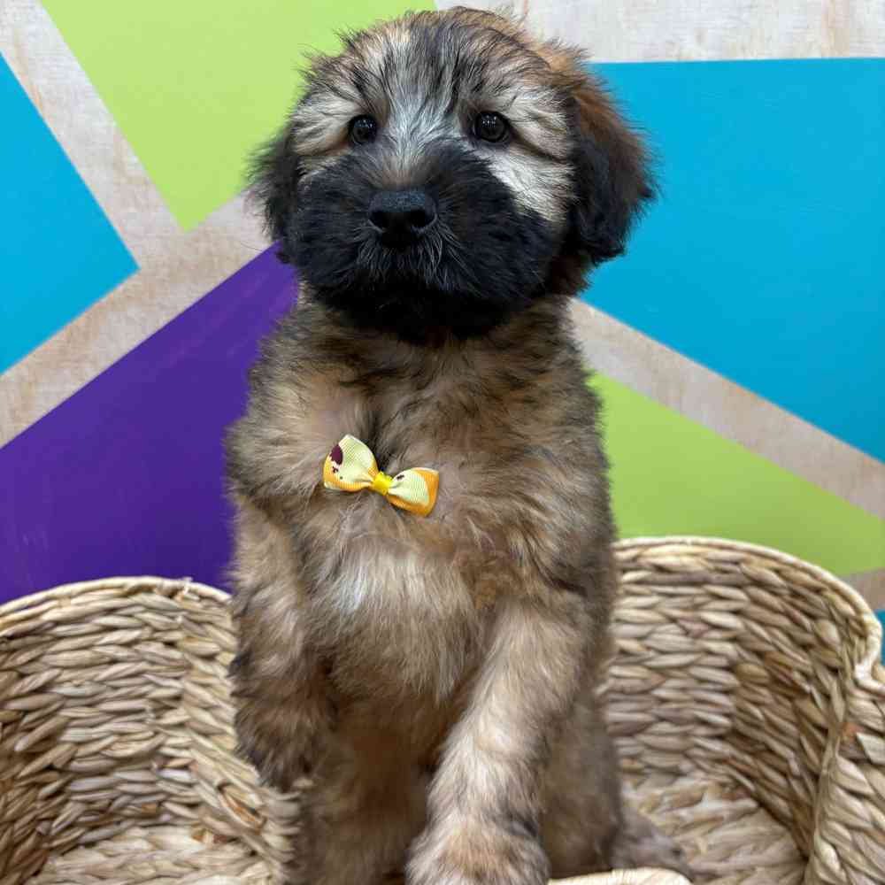 carousel pet images