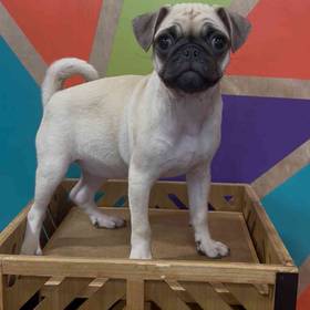 Pug