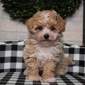 Bichon-Poodle