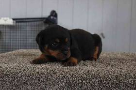 Rottweiler