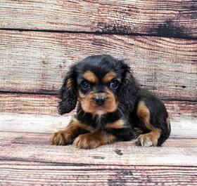 Cavalier King Charles Spaniel