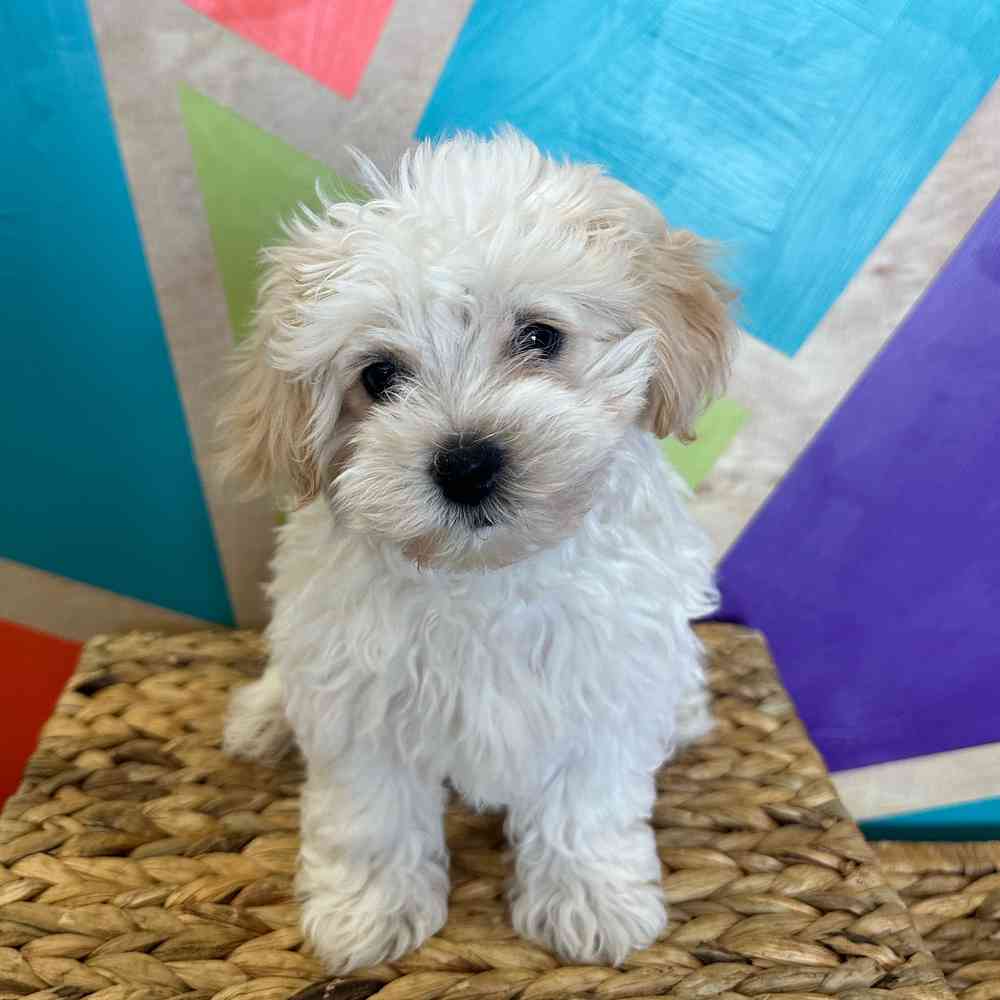 Image of a pet breed in the gallery