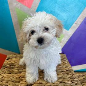 Maltipoo
