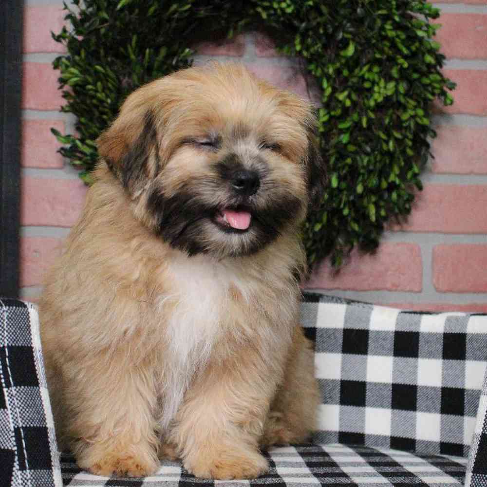 Male Shih Tzu-Pom Puppy for sale