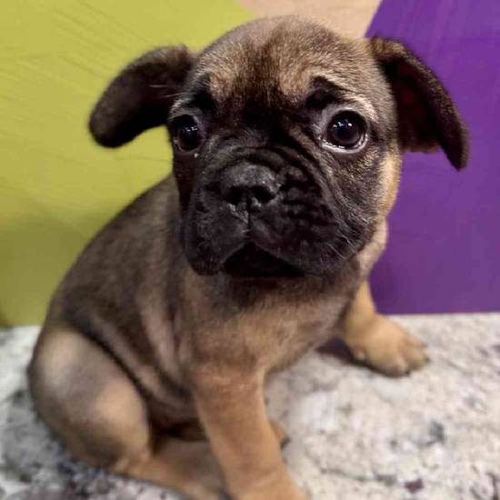 French Bulldog