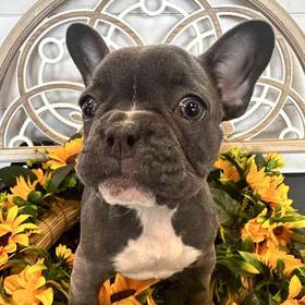 French Bulldog
