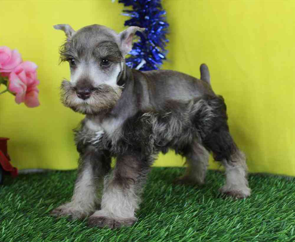 carousel pet images