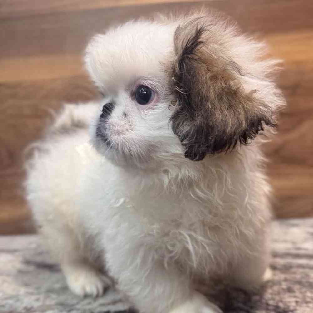 carousel pet images