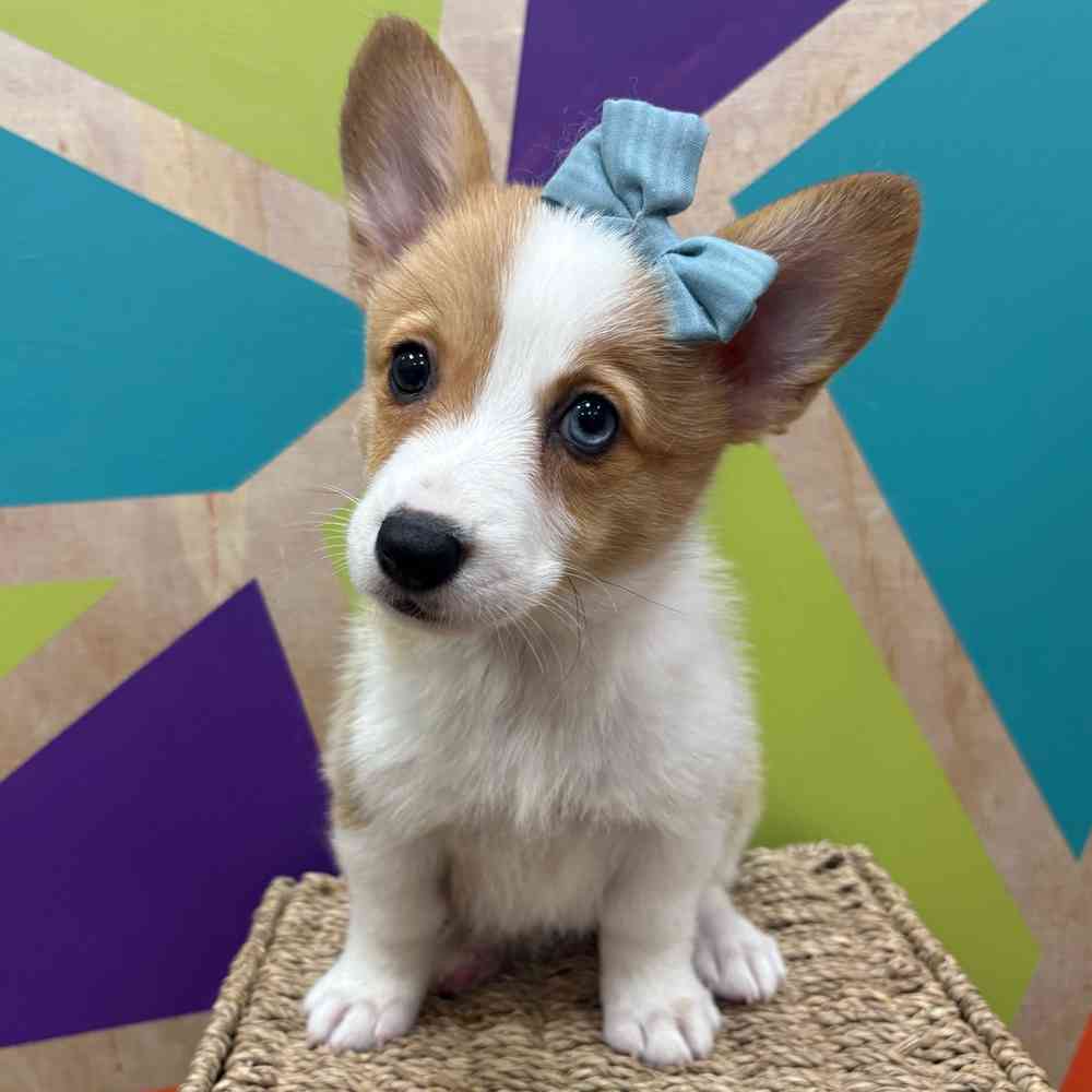 Image of a pet breed in the gallery