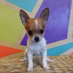 Chihuahua