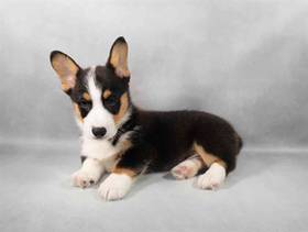 Pembroke Welsh Corgi