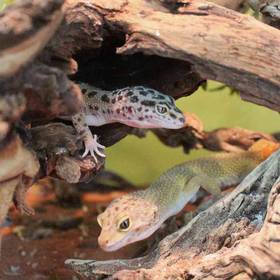 Leopard Gecko