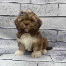Lhasa Apso