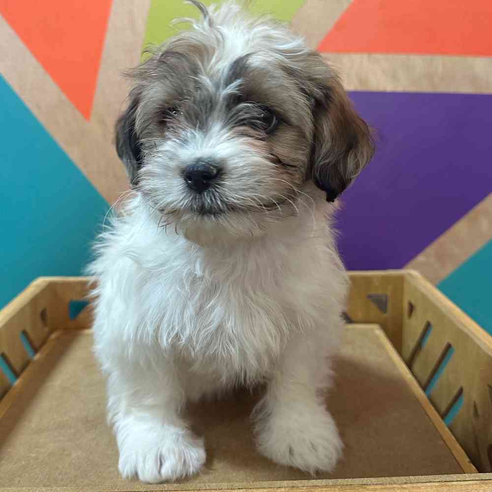carousel pet images