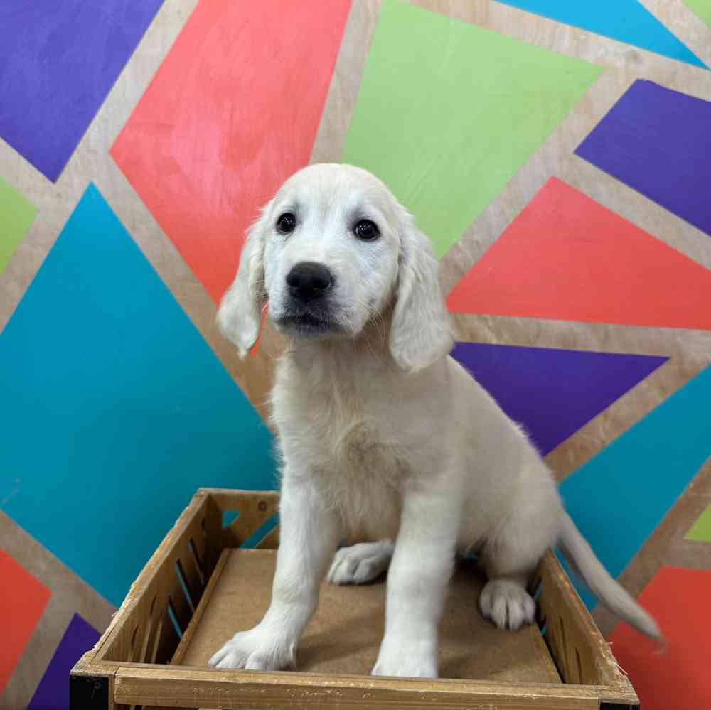 Image of a pet breed in the gallery