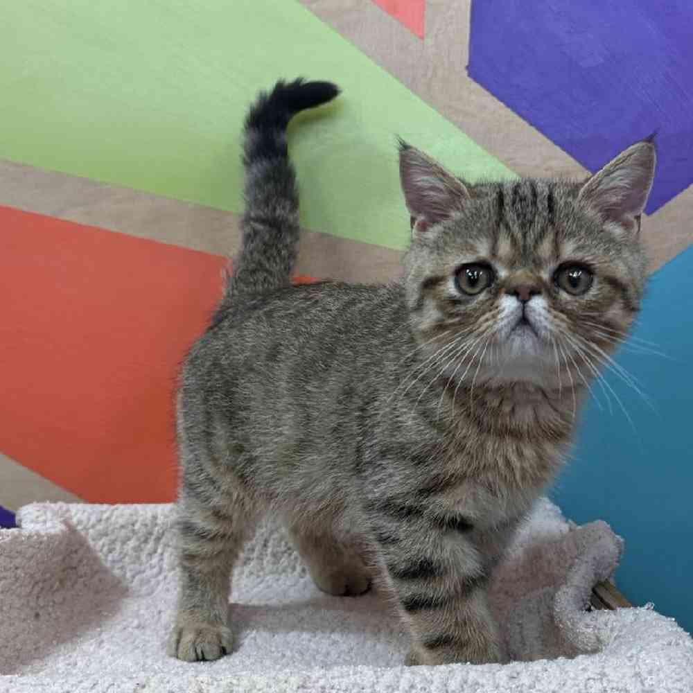 carousel pet images