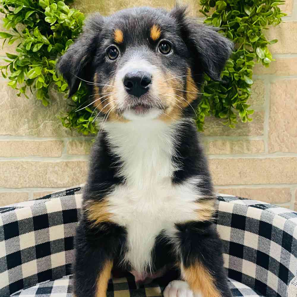 Lab australian shepherd best sale mix for sale