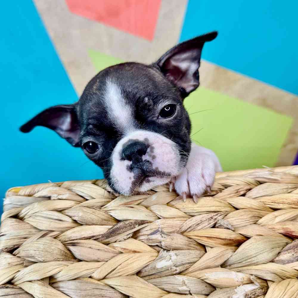 Image of a pet breed in the gallery
