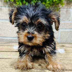 Yorkie