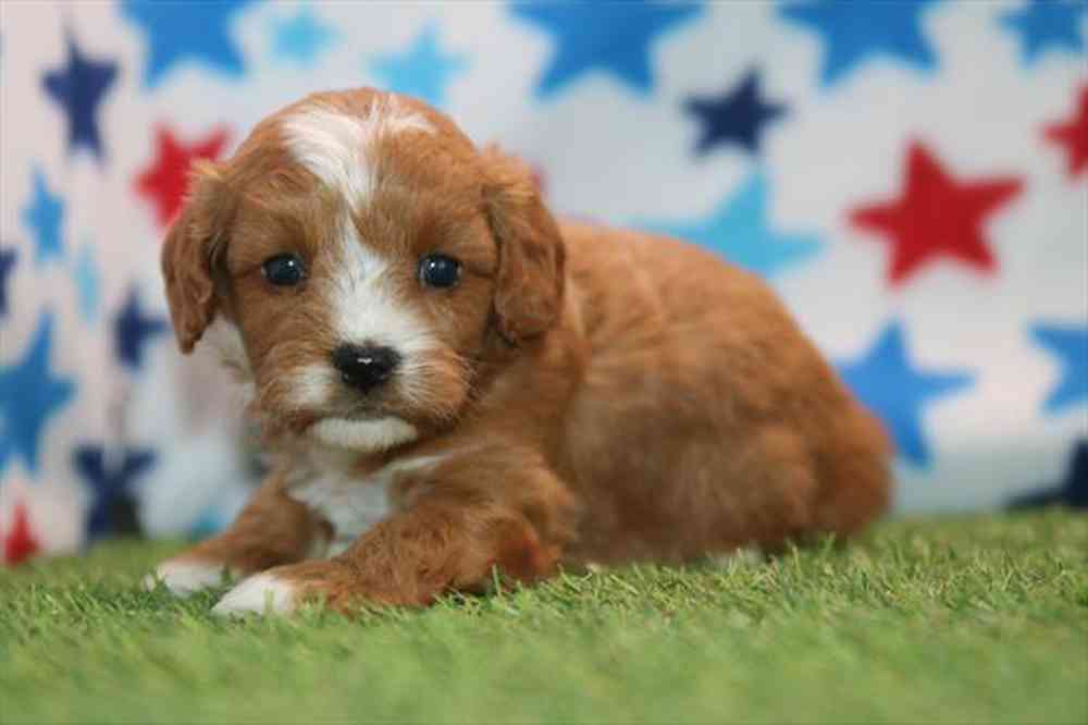 carousel pet images