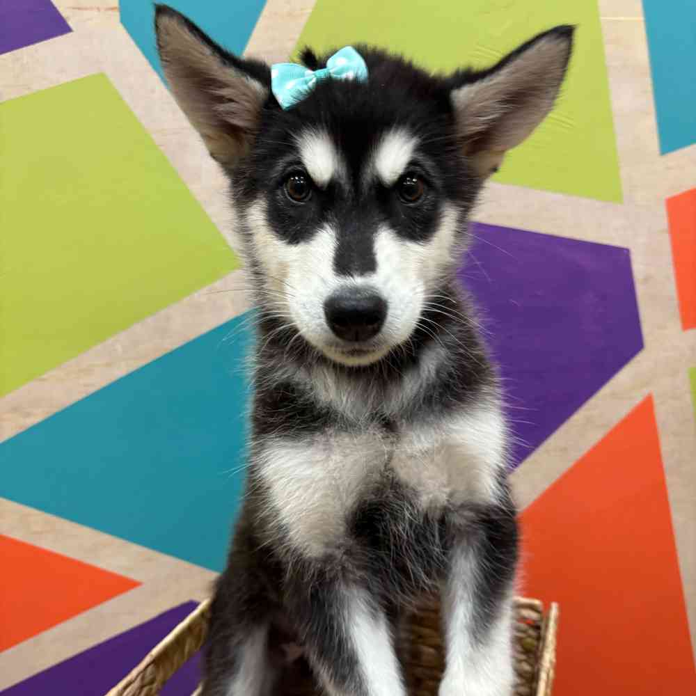 carousel pet images