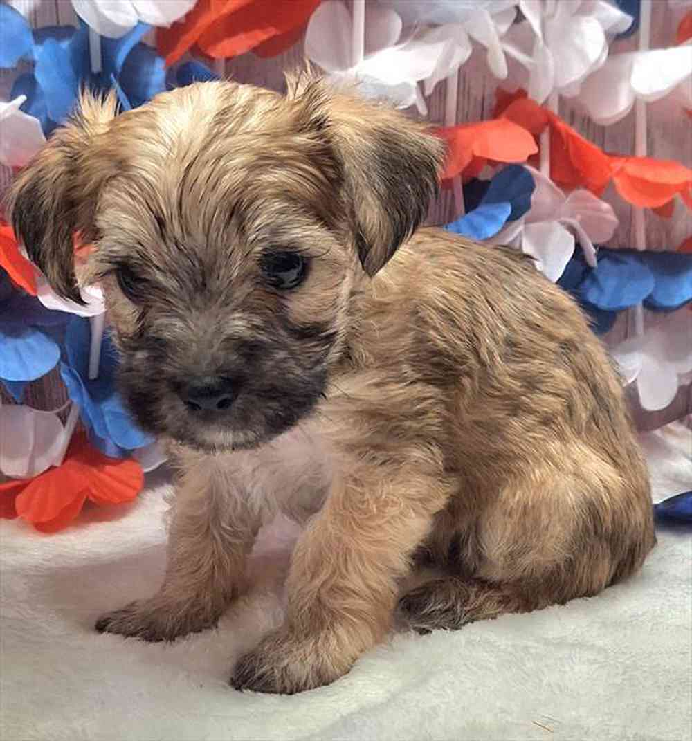 Image of a pet breed in the gallery