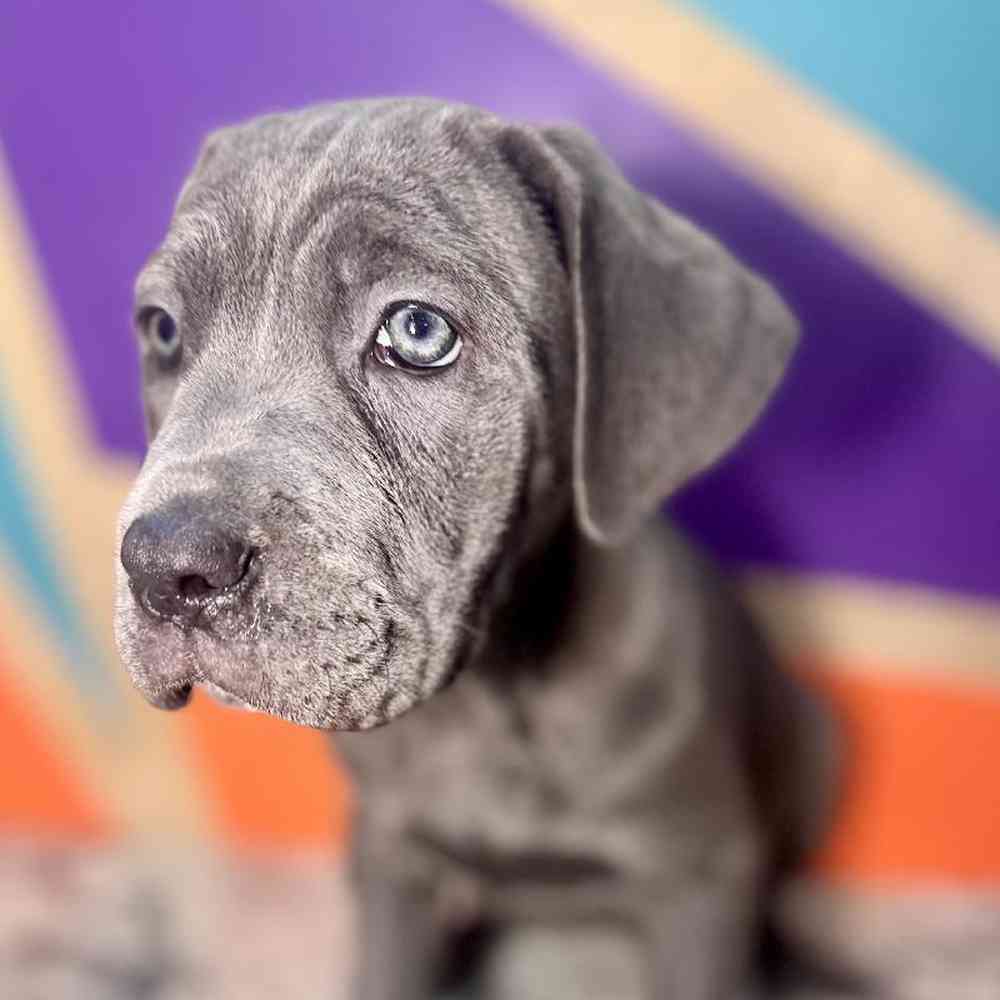 carousel pet images