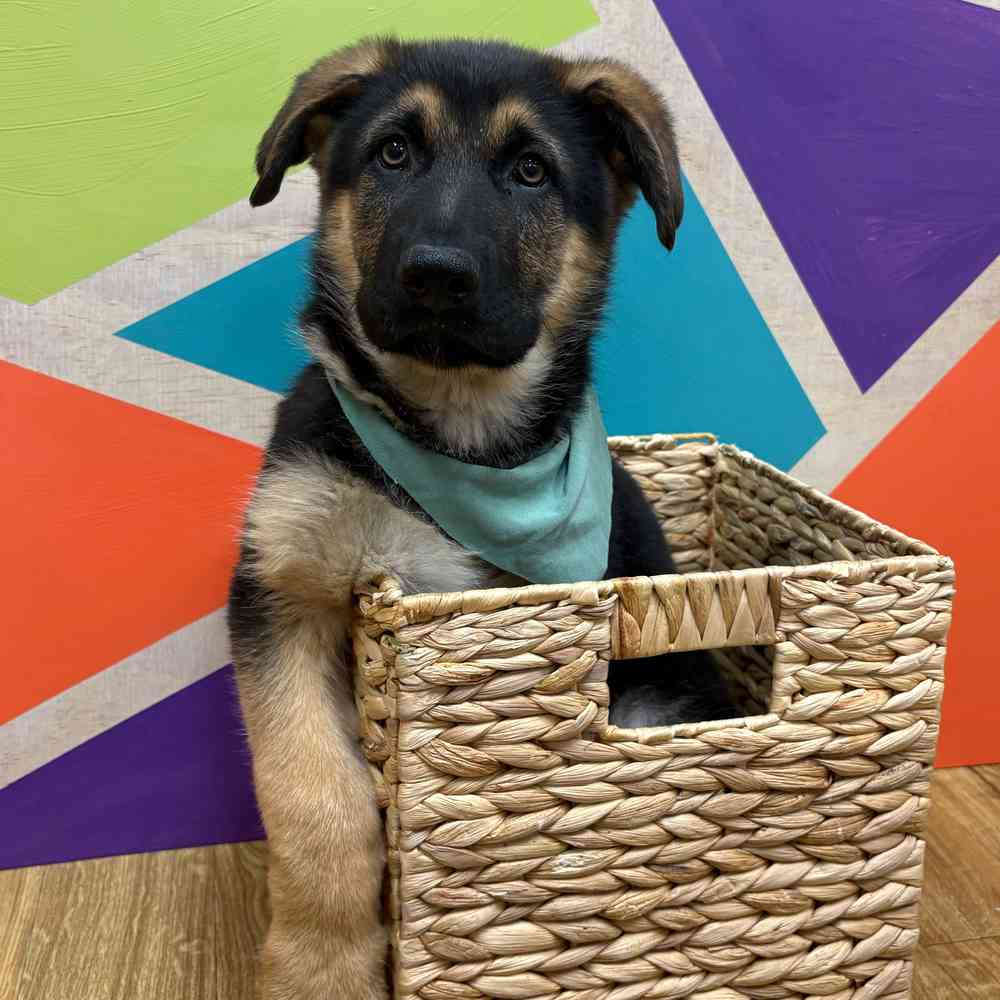 carousel pet images