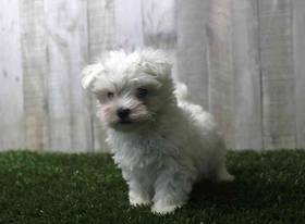 Maltese