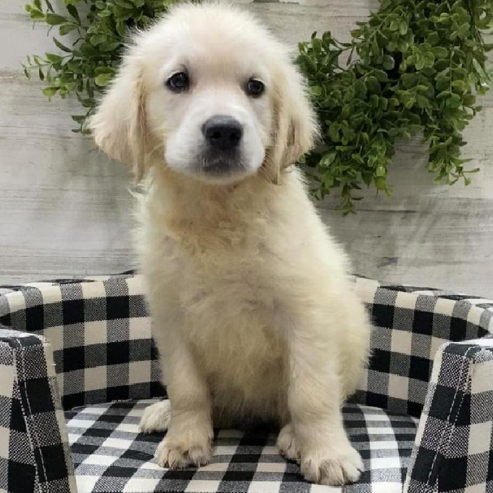 Male Golden Retriever Puppy for sale