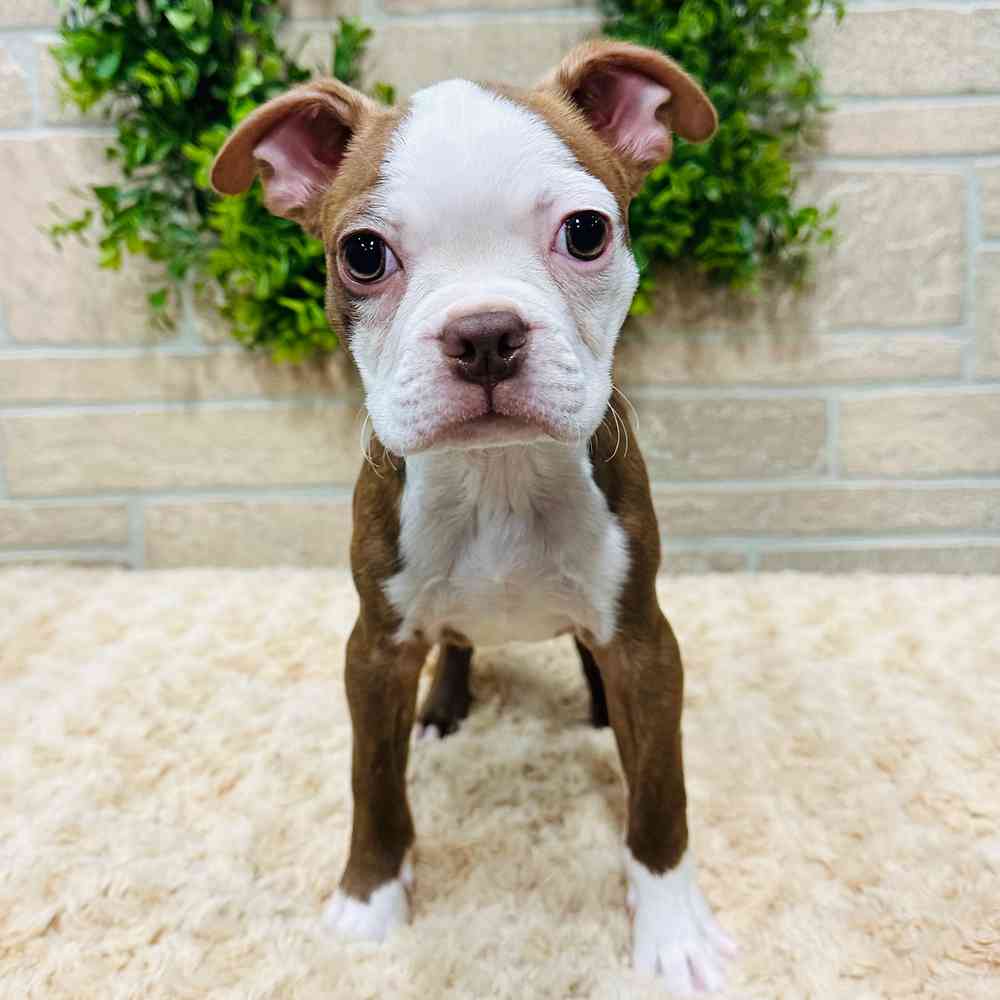 carousel pet images