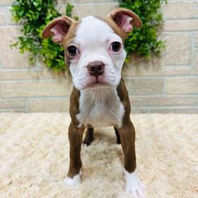 Boston Terrier