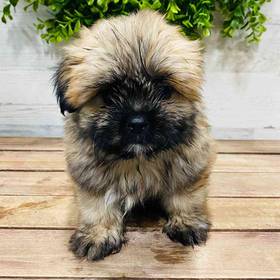 Shih Tzu-Pom