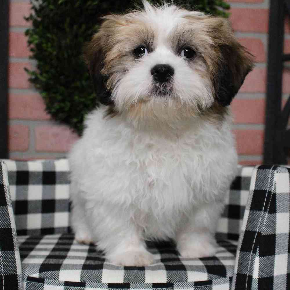 carousel pet images