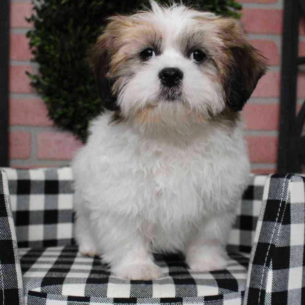 Male Shih Tzu Puppy for sale