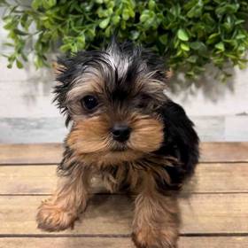 Yorkie