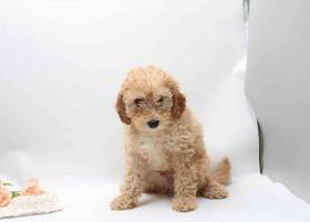Mini Goldendoodle