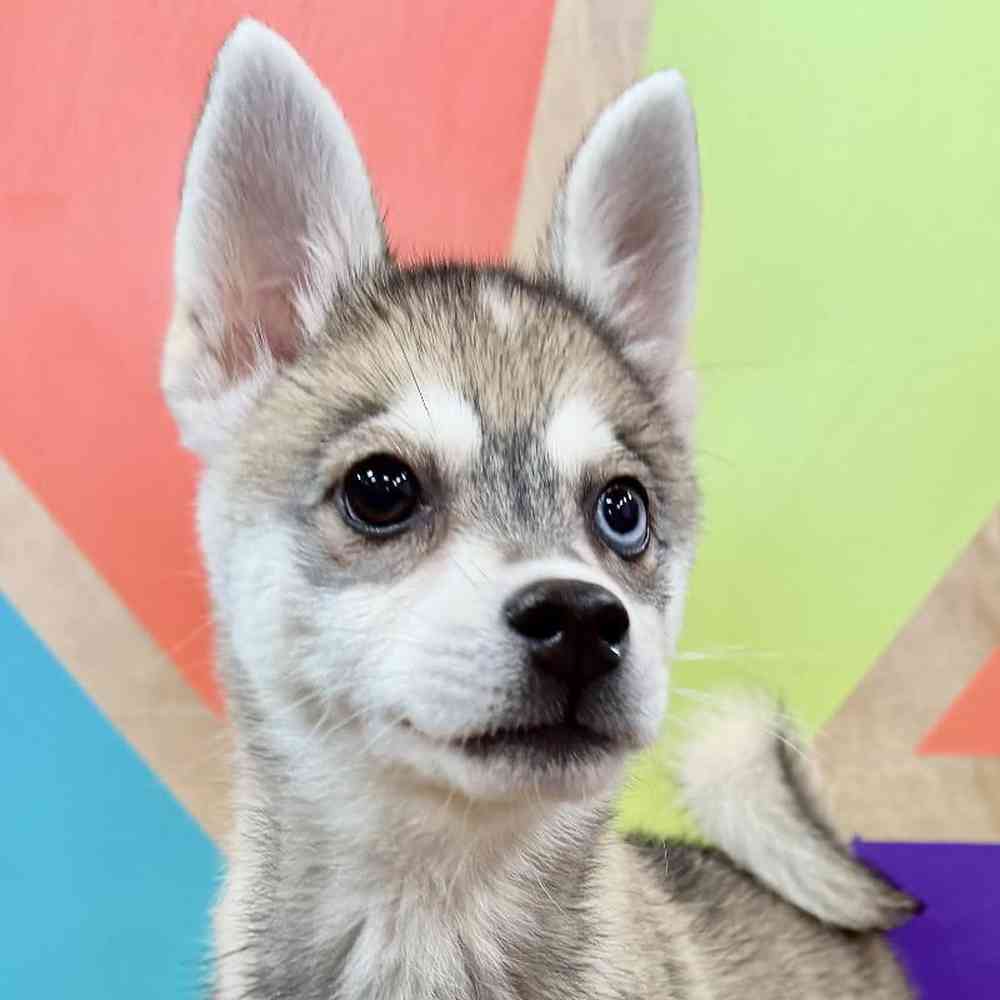 Female Alaskan Klee Kai Puppy for Sale in Joplin, MO
