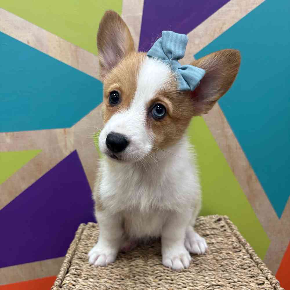 carousel pet images