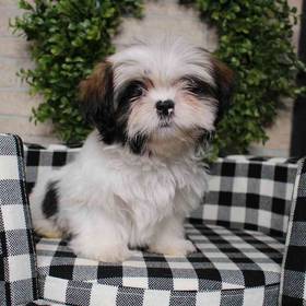 Shih Tzu