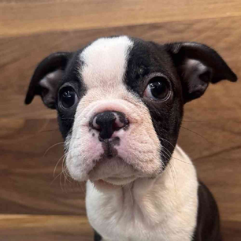 Image of a pet breed in the gallery