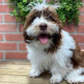 Havanese