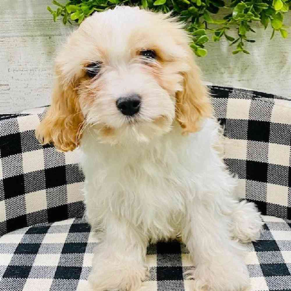 Male Cavachon Puppy for sale