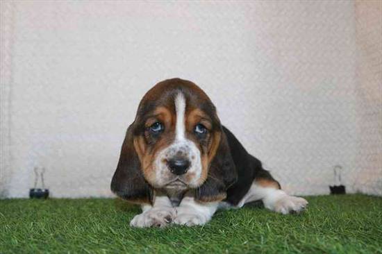 Basset Hound