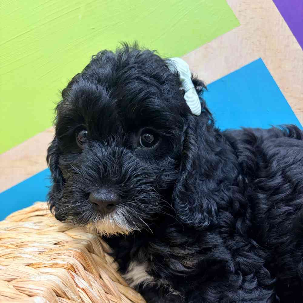 Image of a pet breed in the gallery