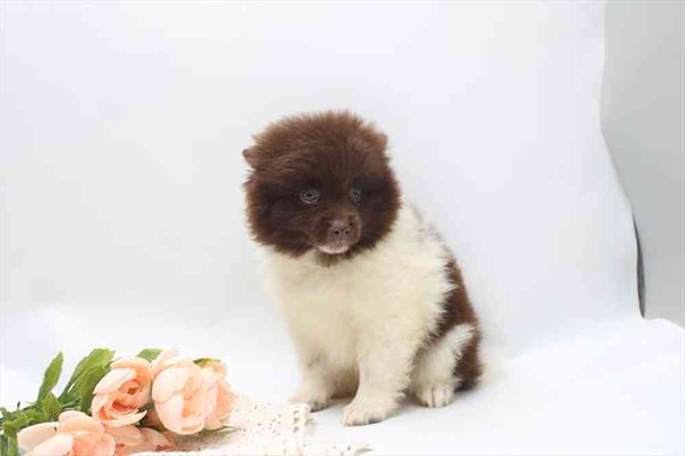 carousel pet images
