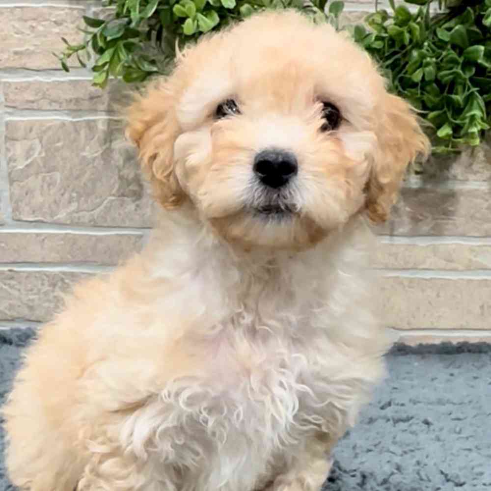 Information on Mini Woodle Puppies for Sale in Rogers, Arkansas