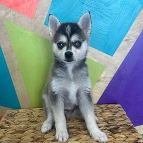 Alaskan Klee Kai